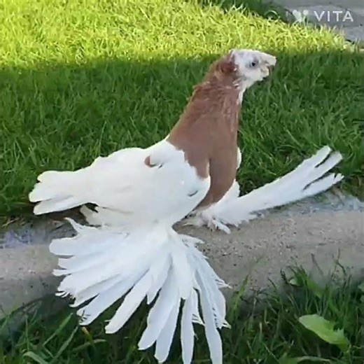 #fancy pigeon#viralshort
