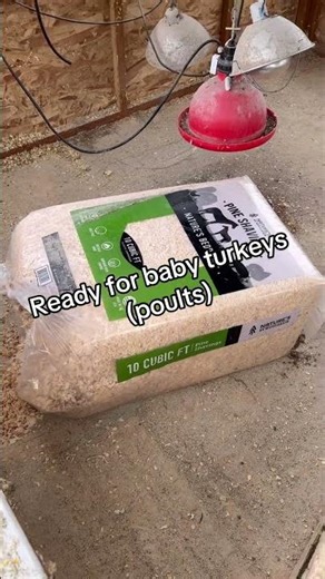 Baby Turkeys Arrive This Week… Brooder Prep Day