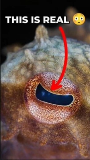 This Octopus Is Smarter Than You Think 🐙😮 #didyouknow #oceanfacts