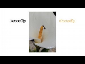 Hoverfly Up Close | A Tiny Visitor in Action On A Giant Flower! 🐝 #hoverfly #pollinators #flowers