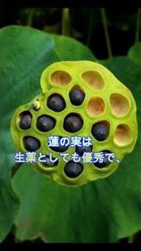 眠れない夜の味方🌙｜蓮根・蓮の実の養生Tips