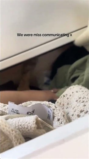 Can’t turn my back for one second 😭🫶 #cat #cats #kitten #kittens @biscuit_mcastle