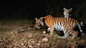 For the first time in 15 years, a new group of Indochinese tigers has been discovered in eastern Thailand. | National Geographic