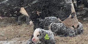 Hoeven, Tester push for more livestock disaster assistance