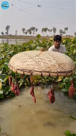 Unbelievable unique trap fishing method using chicken liver #fishing #trap #video #viral #shorts