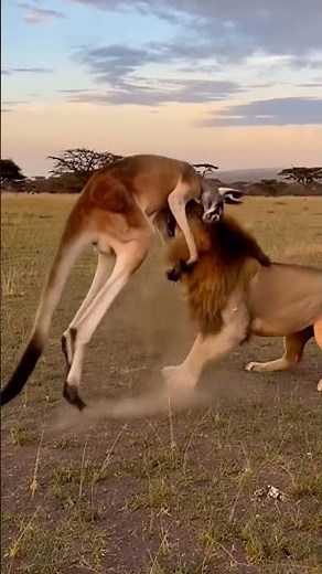 Kangaroo 🦘 Vs Dangerous Lion 🦁 #ai
