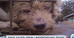 Rescue group helps save dogs from meat trade