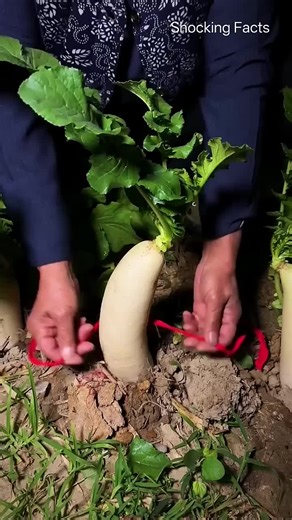 Delicious Chinese Food Recipes to Try Today