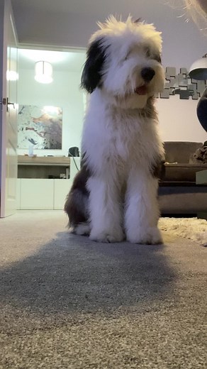 Adorable Old English Sheepdog Puppy Barking Compilation