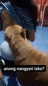 3.2M views · 24K reactions | Siya daw magkamot sa likod ni tita藍藍藍 #ISKOTHEPITBULL #followersシ゚ #highlightsシ゚ #viralvideoシ | Iskonatics | Facebook