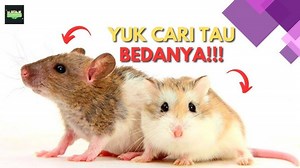 Fakta Menarik Apa Saja Yang Kalian Ketahui Tentang Tikus? Simak Selengkapnya - Tribunnewsmaker.com