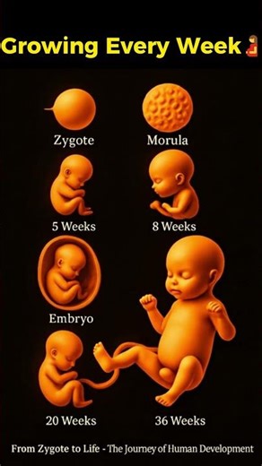 From Zygote to Life✨The Journey of Human Development #shorts #miracleinmotion #baby