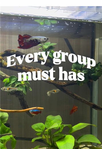 Essential Tips for Creating a Thriving Aquarium Group