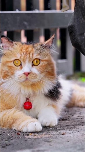 Cats Staring into Space - Weird Cat Behaviors Explained! #facts #cutecats #cat #catfacts #facts
