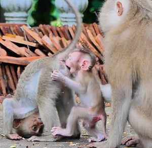 1M views · 5.9K reactions | So funny reaction older hybrid monkey sister calling her tiny brother baby pigtail monkey to play with her so sweetness | Monkey Daily TV | Facebook