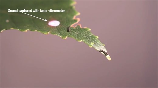 8.1K views · 49 reactions | This tiny, newborn caterpillar buzzes to defend its territory. Learn more: https://scim.ag/42PnheA | News from Science | Facebook