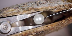 Why South Sea pearls are so expensive