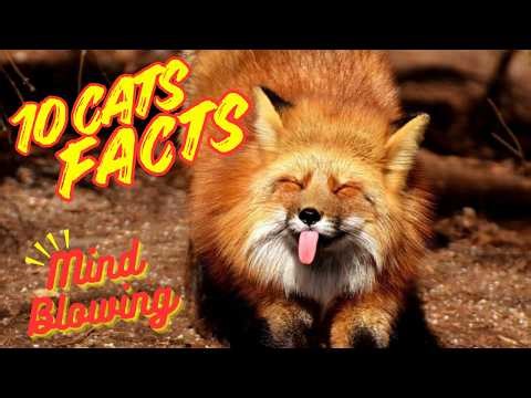 10 Mind-Blowing Fox Facts You Never Knew 🦊 | Interesting Facts About Animals