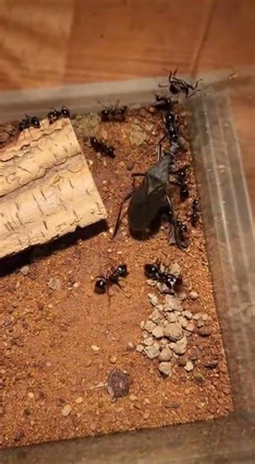 Assassin Bug vs Ant Swarm — Outnumbered on Open Ground #AssassinBug #AntSwarm #TerrariumBattle #usa