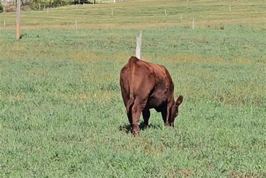 Meet our newest addition! This is our pick of the 2025 heifers from HanSine Ranch. What a phenomenal group of females we had to choose from! It took us three days to sort through them and while it was a tough choice, we couldn't be happier with our pick. Her dam is the famous PIE Ruby 520 and she is sired by Brown CRSB Confidence G1410. You can't go wrong with these genetics! A huge thank you to Travis for offering such great cattle and allowing us to choose from the very best! If you're looking