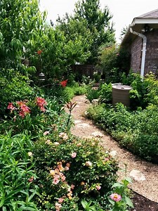 Super Drought Tolerant Plants for Central Texas - Lisa's Landscape & Design