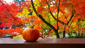 The best places, times to see fall leaves in Oregon