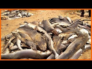 A Terrifying Time at an African Fish Market