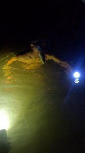 Berburu ikan di sela karang dan batu gajah | Cariikan