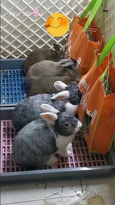 ¿Por qué los conejos son tan curiosos?