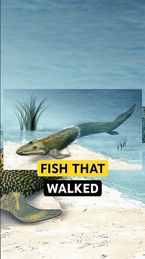 The Ancient Fish That Helped Animals Move Onto Land