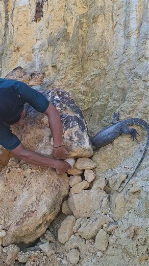 moments of discovery of wild monitor lizards and guinea pigs #nature #shortsviral