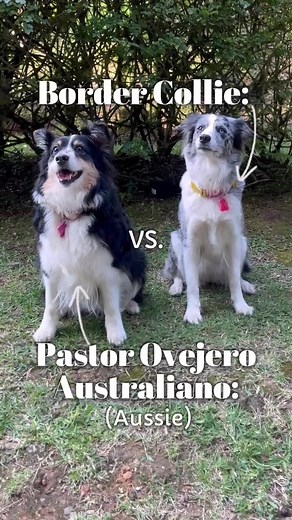 Diferencias Entre Border Collie y Pastor Ovejero Australiano