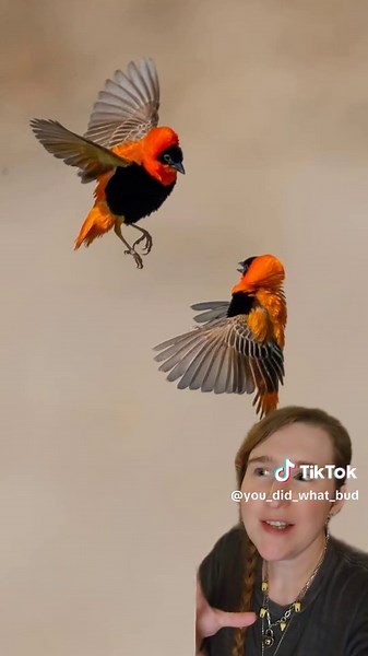 Ep. 13 of Critter Countdown to Halloween! today we cover the Northern Red Bishop! #birds #nature #Halloween #science #stem