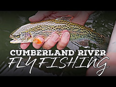 Fly Fishing for Trout! | Cumberland River