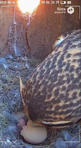 🐥 A baby owl hatches — the first cry of new life!