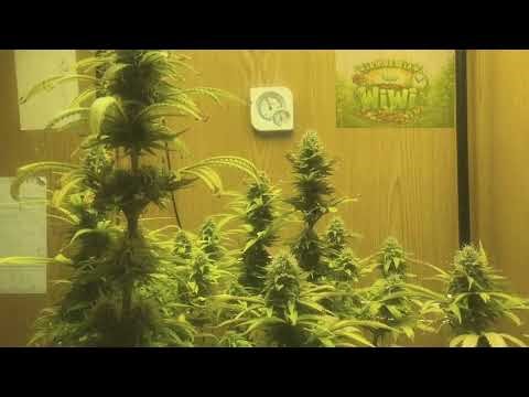 SEGUIMIENTO CHOCOLATE RAINBOW XXL SCROG