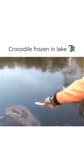 StreamerStudio on Instagram: "crocodiles and their close relatives alligators are ectothermic reptiles which means their body temperature depends on their surrounding environment in regions with harsh winters like north carolina american alligators have developed a unique survival tactic known as icing or brumation when water temperatures drop to freezing levels they will stick their snouts out of the water before the surface freezes and then remain almost motionless with their bodies trapped be