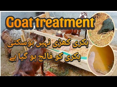 Treatment of Goat paralysis | Bakri ko falij ho jaye to kia elaj hay | Goat diseases | paralysis