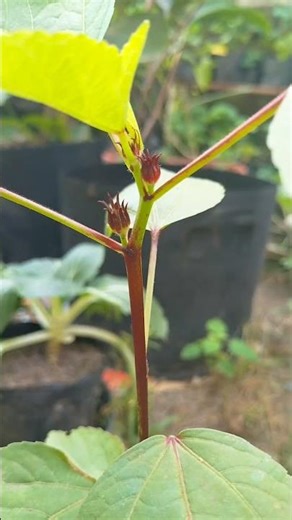 Roselle plant is now fruiting #growing#planting#youtube#short