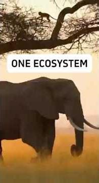 Three Instincts. One Ecosystem #animals #wildlife #nature #wildanimals #naturedocumentary #shorts