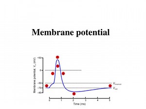 Membrane potential - SlideServe