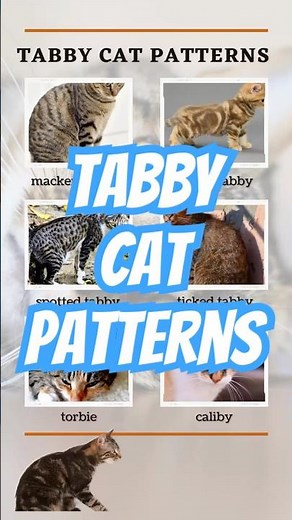 The Most Interesting Tabby Cat Patterns