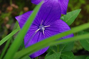 ６月の花が咲く鎌倉 海蔵寺（かいぞうじ）