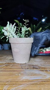 Easy way to Propagate Euphorbia|Propagation tips Mamalyn's Garden #propagation #tips #guide #plantingtips #gardeningtips #homegardening #gardening #houseplants #plantmom | Mamalyn's Garden