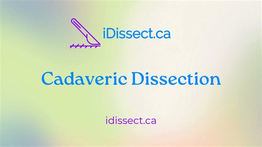 Cadaveric Dissection - idissect.ca