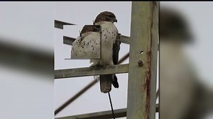 Hawk with arrow in chest spotted around Rocky Ridge Park