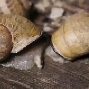 21K views · 44 reactions | Attention, c'est chaud !  Dans une cave à l'ambiance moite et la température élevée, nous avons assisté à... la reproduction des escargots !  Et nous avons voulu en savoir plus sur la façon dont ces hermaphrodites s'y prennent ! | Le Bien Public | Facebook