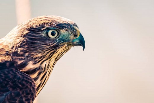 Falcon Symbolism – The Significance and 8 Spiritual Meanings