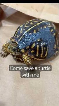 People who drive over turtles are the worst. See how we repair this turtle’s shell #turtlerescue