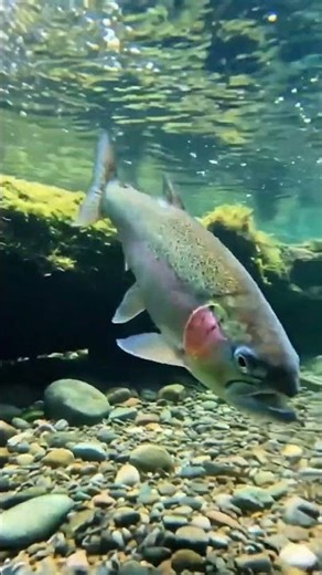Giant Fish Moving Underwater Deep Ocean Mystery & Beauty